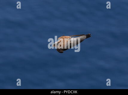Maschio Grillaio, Falco naumanni in volo a colonia di allevamento, Rodi. Foto Stock