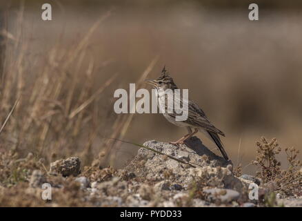 Cipro Crested Lark, Galerida cristata cypriaca in secco praterie costiere, Rodi. Foto Stock