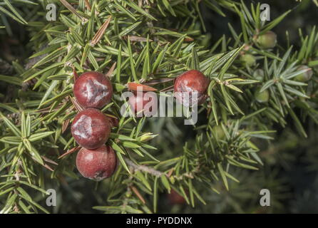 Eastern ginepro coccolone, juniperus oxycedrus ssp deltoides, nella frutta; Rodi. Foto Stock