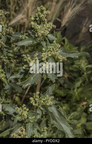 Ortica-lasciato, Goosefoot Chenopodium murale in fiore; strada erbaccia, Rodi. Foto Stock