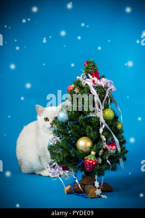 Piccolo gatto con un albero di Natale con i giocattoli Foto Stock