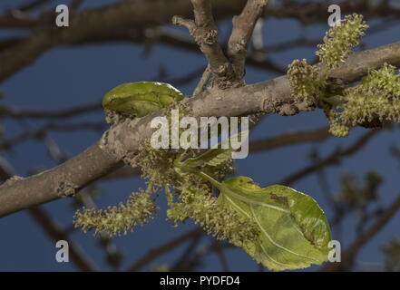 Nero, gelso Morus nigra, albero con amenti maschili. La Grecia. Foto Stock