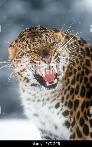 Leopardo di Amur, gatti grandi, Asia, Captive Foto Stock