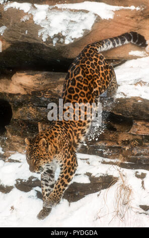 Leopardo di Amur, gatti grandi, Asia, Captive Foto Stock