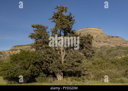 Italian cypress, Cupressus sempervirens - vecchio albero, residuo di foresta a sud di Rodi. Foto Stock