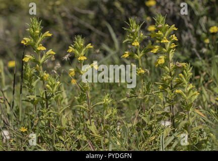 Giallo, bartsia Parentucellia viscosa, in fiore nei prati cotica erbosa. Foto Stock