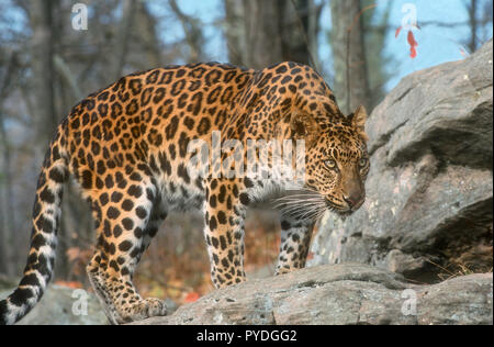 Leopardo di Amur, gatti grandi, Asia, Captive Foto Stock