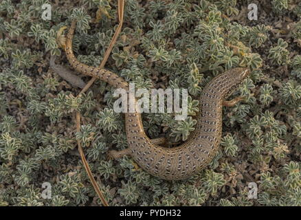 Un Ocellated skink, Chalcides ocellatus, in habitat costieri, Rodi. Foto Stock