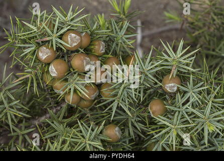 Eastern ginepro coccolone, juniperus oxycedrus ssp deltoides, nella frutta; Rodi. Foto Stock