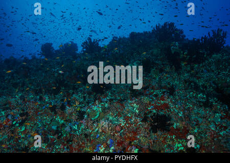 Tubastraea Micranthus mezzanotte Coral Maldive Foto Stock