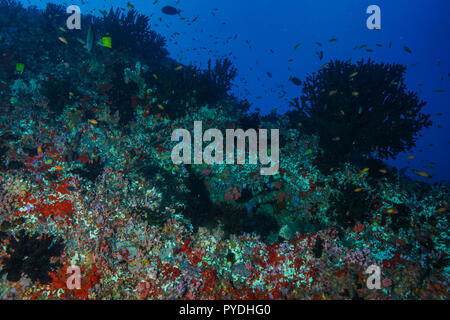 Tubastraea Micranthus mezzanotte Coral Maldive Foto Stock