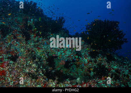 Tubastraea Micranthus mezzanotte Coral Maldive Foto Stock