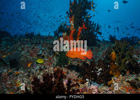 Tubastraea Micranthus mezzanotte Coral Maldive Foto Stock