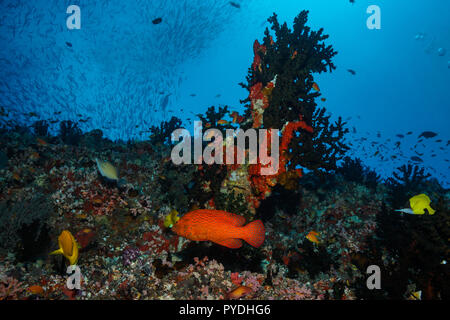 Tubastraea Micranthus mezzanotte Coral Maldive Foto Stock