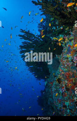 Tubastraea Micranthus mezzanotte Coral Maldive Foto Stock