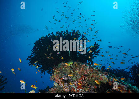 Tubastraea Micranthus mezzanotte Coral Maldive Foto Stock