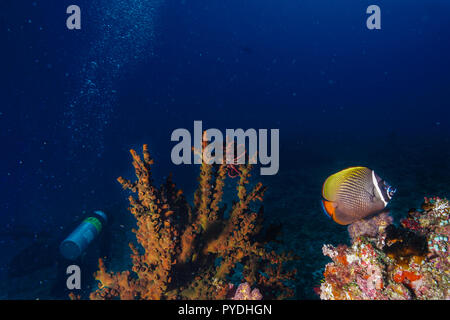 Tubastraea Micranthus mezzanotte Coral Maldive Foto Stock