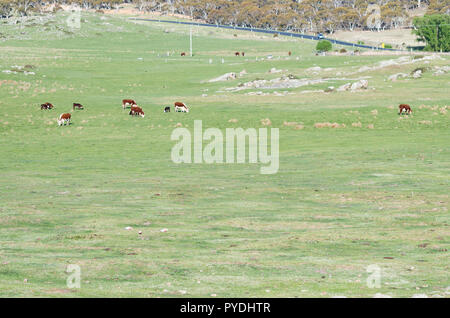 Gallahs in un campo con le mucche alimentare Foto Stock