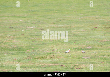 Gallahs in un campo alimentare Foto Stock