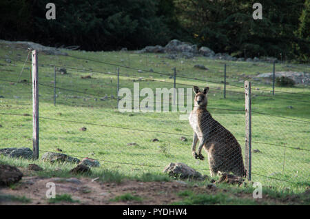 Wild maschio di canguro in un campo di fattoria di pascolo Foto Stock