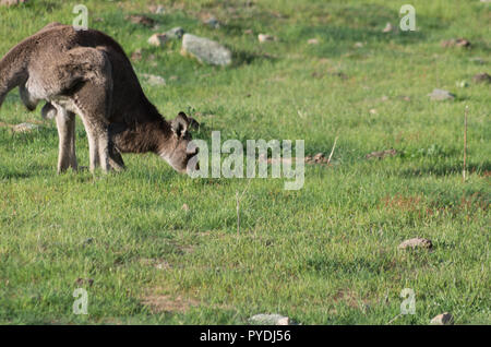 Wild maschio di canguro in un campo di fattoria di pascolo Foto Stock