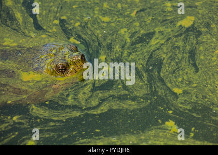 Scatto turtle,Chelydra serpentina e fioritura algale,cianobatteri, alghe blu-verdi, microcystin-produrre cianobatterio,Woronichinia naegliana,Md. Foto Stock