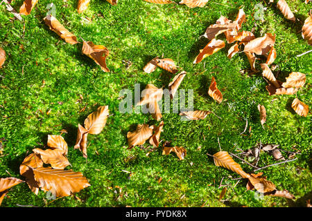 Grumi verdi di muschio con le foglie in autunno . Foresta. Foto Stock