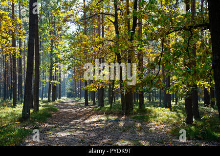 Bosco in autunno bello e mite di colori su una giornata di sole. Foto Stock