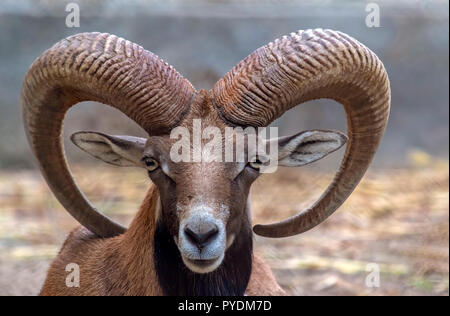 Ritratto di un maestoso animale muflone (Ovis orientalis) con grande curva di corna. Foto Stock