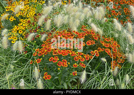 Colorato giardino di fiori con bordo Heleniums Waldraut e erba ornamentale Pennisetum villosum Foto Stock