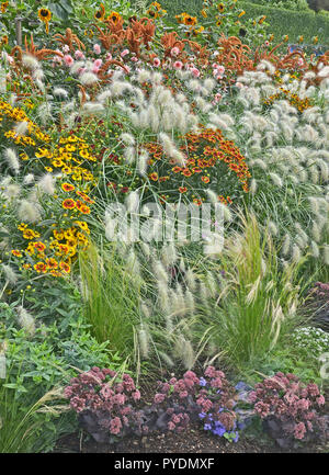 Colorato giardino di fiori con bordo Heleniums Waldraut e erba ornamentale Pennisetum villosum Foto Stock