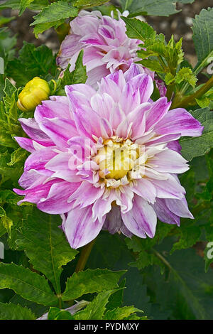 Close up della fioritura Dahlia 'californiano " al tramonto in un giardino di confine di fiori Foto Stock