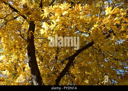 Giallo acero Foto Stock