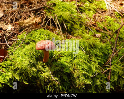 Piccolo fungo nella foresta, molle è venuta. Marrone in crescita di funghi nei boschi Foto Stock