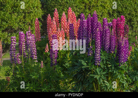 Diversi lupinus fiori e colori in Ushuaia, Argentina Foto Stock