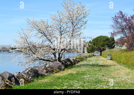 Un percorso a Cully, Svizzera, lungo il lago di Ginevra (Leman) che conduce verso Epesses stazione con un albero in piena fioritura, in aprile 2018 Foto Stock