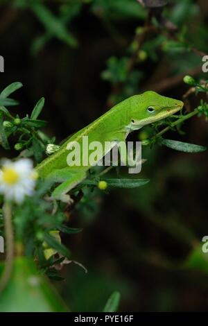 Un verde brillante anole Carolina, noto anche come un americano anole verde, a Yates mulino Parcheggio contea in Raleigh North Carolina Foto Stock