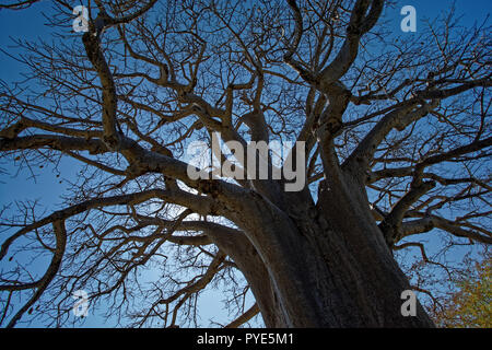 Baobab è il frutto dell'Africa "L'Albero della Vita". Foto Stock