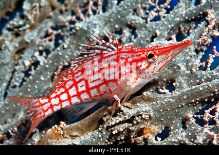Langschnauzen-Büschelbarsch (Oxycirrhites typus) lebt auf Korallen, Malediven | Longnose hawkfish (Oxycirrhites typus) su un ventilatore di mare, alle Maldive Foto Stock
