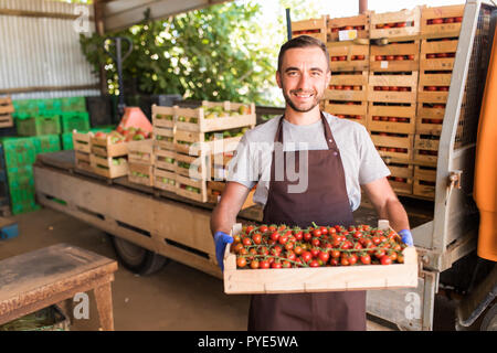 Azienda giovane lavoratore con scatola piena di rossi pomodori ciliegini in serra. Raccolto di pomodori. Foto Stock