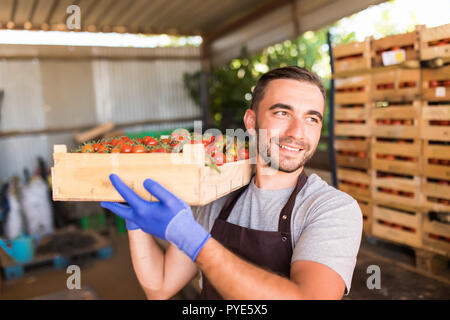 Azienda giovane lavoratore con scatola piena di rossi pomodori ciliegini in serra. Raccolto di pomodori. Foto Stock