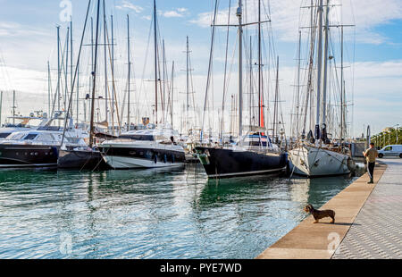 Cane sul Paseo Maritimo - Palma de Maiorca, isole Baleari, Spagna Foto Stock