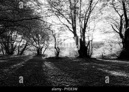 Gli alberi di faggio nella foresta di Canfaito (Marche, Italia) al tramonto con ombre lunghe Foto Stock