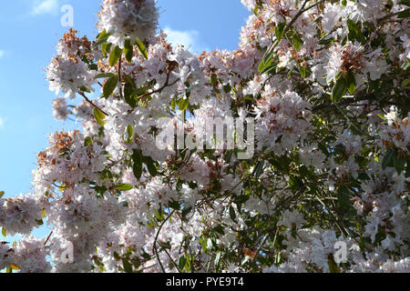 Un grande e insolito tipo di magnolia in giardino Emmetts, Ide Hill, Sevenoaks, Inghilterra, Regno Unito nella primavera. Foto Stock