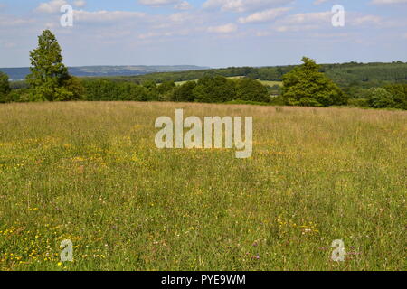 Un prato di fiori selvaggi dal giardino Emmetts, Ide Hill, Sevenoaks, Kent.Vista nord-est verso chalk scarpata del North Downs dalla cresta di arenaria Foto Stock