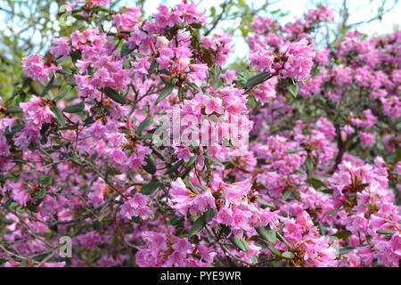 Un'azalea colore rosa ad arbusto Emmetts giardino, Ide Hill, Kent, in Inghilterra nel mese di aprile. Il National Trust garden è arroccato sulla North Downs' Greensand ridge Foto Stock