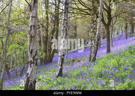 Bluebells al Giardino Emmetts, Ide Hill, Kent vicino a Sevenoaks. La NT i giardini sono famosi per la ferrovia Bluebell visualizza in Scord di legno sul modo Greensand Foto Stock