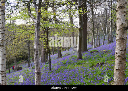 Bluebells al Giardino Emmetts, Ide Hill, Kent vicino a Sevenoaks. La NT i giardini sono famosi per la loro bluebell visualizza sul bordo della scarpata Foto Stock