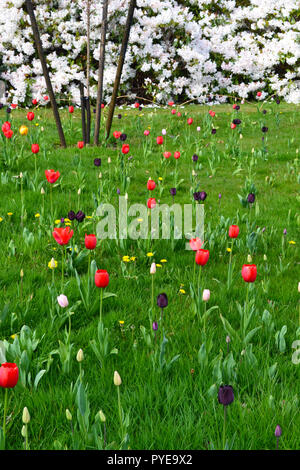 Tulipani in giardino Emmetts, vicino a Sevenoaks, all'inizio della primavera. Il giardino è a North Downs in corrispondenza di uno dei punti più alti nel Kent, Inghilterra. Famoso fiorisce Foto Stock