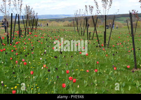 Tulipani in giardino Emmetts, vicino a Sevenoaks, all'inizio della primavera. Il giardino è a North Downs in corrispondenza di uno dei punti più alti nel Kent, Inghilterra. Famoso fiorisce Foto Stock